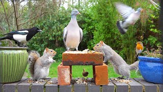 Cat TV 🕊️ Birds amp Squirrels Discover Food Pile on Wall 🐿️ Nature Videos for Cats 4K HDR [upl. by Nehttam]