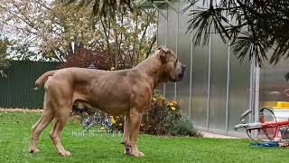 Pabloformentinoblue fawn Cane Corso Stud [upl. by Fesuy]