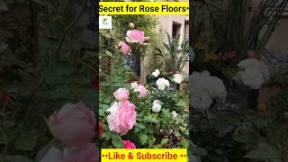 How to Grow Roses Plant at Home 🌹 💐 Propagation of Roses plants shorts flowers [upl. by Oicnerual]