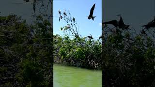 ¡Vive la experiencia ecoturística en Isla Aguada 🌿🚤 delfines turismo naturalezamarina [upl. by Shanda]