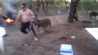 Mama Pig Defends Baby Attacks Man Hurting her Piglet [upl. by Stromberg]