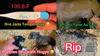 Chintu Ki Death Ho Gaye😔Amy Ko Fever Aa Gaya🤒Dog Fever TreatmentDesi Dog Puppies [upl. by Gniw501]