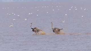 Ostriches running in the water in Lake Manyara Tanzania [upl. by Ael249]