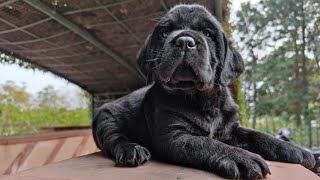 Black Labrador Puppy cutest video Doggyz World Kennel [upl. by Eniamret206]