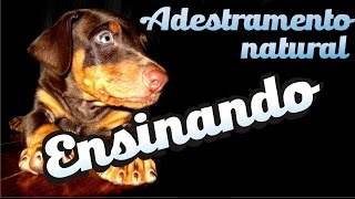 Curso Adestramento natural  10  Como fazer o cão aprender  Como fazer seu cão obedecer [upl. by Mccoy]