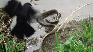 アオダイショウ Vs カラス 君はどちらに味方する？ Snake Attack [upl. by Rep]