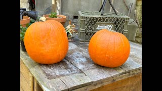 The Crafty Toads are Live Let’s Carve Pumpkins and New Yarn [upl. by Nahn65]