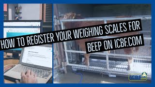 How to register your scales for BEEP on ICBFcom [upl. by Herschel478]