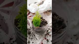 Asparagus FERN ❇️trending garden RS Brundavanam 💫 [upl. by Adahsar]