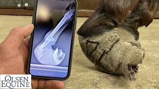 Amazing Life Changing Donkey Hoof Trimming with Lee Olsen Certified Journeyman Farrier [upl. by Ynafit886]