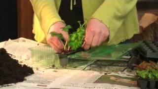 Plug Plants  Charlie Dimmock  Gardening Direct [upl. by Carver5]