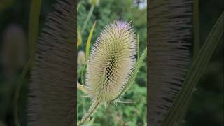 Dipsacus flowers [upl. by Shaia]