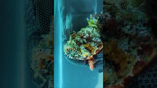 Scorpionfish Sting [upl. by Allicsirp]