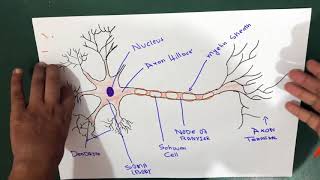 Neuron  Structure  Explained [upl. by Swayne]