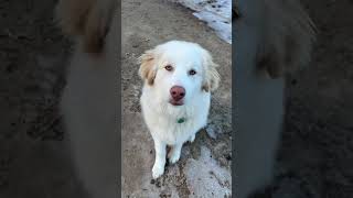 This is Samson our Karakachan livestock guardian dog It’s been fun to see his personality develop [upl. by Norm]