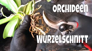 Orchideen Wurzelschnitt Verjüngungsschnitt leicht gemacht bei Phalaenopsis  29  Gartenschlaucom [upl. by Ekenna]