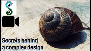 How to strengthen structural designs The secrets behind the complex geometry of snail shells [upl. by Nahtanaoj]