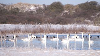 Whooper Swans Calling [upl. by Nakhsa405]