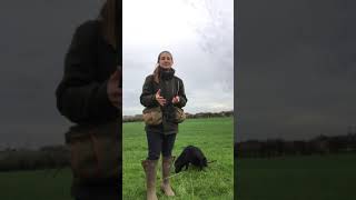 Gundog training  Introducing stop whistle  Derrity Gundogs [upl. by Dupuis562]