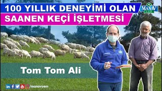 100 Yıllık Deneyimi Olan Saanen Keçi İşletmesi  Tom Tom Ali [upl. by Moht]