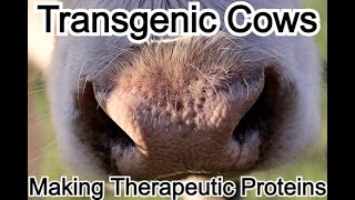 Transgenic cows making therapeutic proteins [upl. by Adalie9]