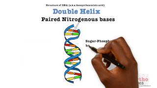 Basic Sciences  Structure of DNA [upl. by Nena455]