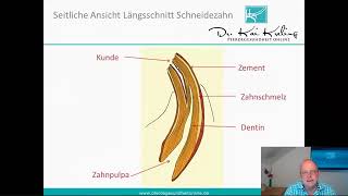 Zahnwechsel der Schneidezähne  Altersbestimmung beim Pferd [upl. by Nehr]