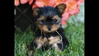 Yorkshire Terrier Puppies for Sale [upl. by Aibun]