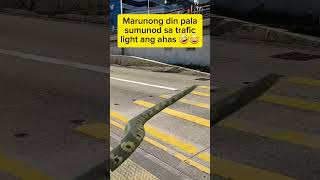 shortOMG Snake Crossing The Pedestrian Lanecapcutfelyganzagan2822 [upl. by Fruin]