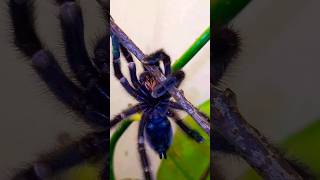 Caribena Versicolor 🕷💙💜 👀 spider animals colors shorts youtubeshorts shortvideo tarantula [upl. by Ehcar611]