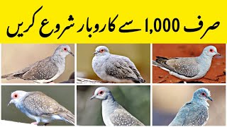 Start Dove Farming Just with 1000  Diamond Dove Farming  Dove Business Plan  Business From Home [upl. by Yclek]