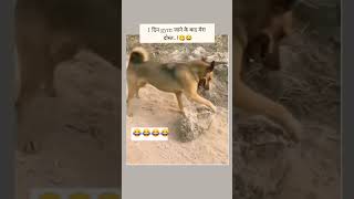 🐶🐶🐶 dog games play motivation funny [upl. by Torey87]