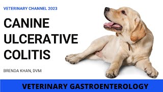 HOW TO TREAT CANINE ULCERATIVE COLITIS [upl. by Charron]