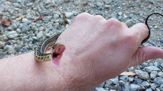 Fierce Garter Snake Fair Hill Maryland [upl. by Gitt790]