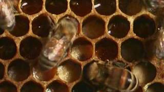 Honey bees  Natural History 1 [upl. by Lacey]