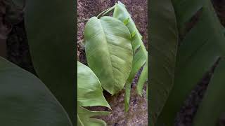 Monstera Deliciosa Plant  baithul garden [upl. by Ahsieken]