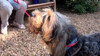 Rocky the Otterhound Otterhound Eros sings on demand [upl. by Terbecki]