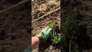 Blossom End Rot Prevention tomato garden homestead youtube subscribe growyourownfood fyp [upl. by Sheryle873]