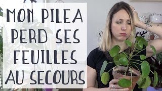 🌿 Mon pilea perd ses feuilles  que faire [upl. by Standford]