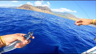 Live bait fishing in Hawaii and some reef fishing [upl. by Sarine]