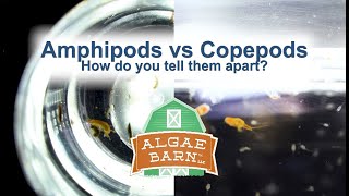 Amphipods vs Copepods [upl. by Maximo]