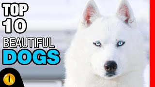 TOP 10 BEAUTIFUL DOG BREEDS [upl. by Camille]