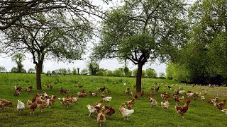 kinkeliba et Moringa pour le bien etre de nos poulet [upl. by Bensen]