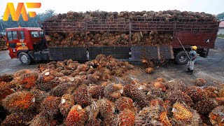 Amazing Oil Palm Fruit Cultivation And Harvesting  Palm Oil Processing In Factory  Modern Farm41 [upl. by Trudy971]