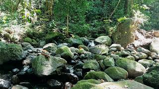 Beautiful spring water and peaceful bird sounds early in the morning forest sounds ASMR 3 Hours [upl. by Tahp]