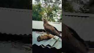 Highlight 000  356 from Eagle boy t is livebirds funny trending eagle live [upl. by Adnilrem]