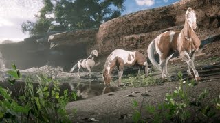 DOMPTER UN CHEVAL RED DEAD ONLINE [upl. by Brittani]