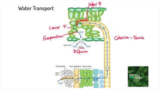 TRANSPIRATION  The Movement of Water in Plants AQA ALevel Biology [upl. by Skyler244]