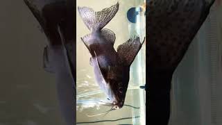 “Monster”Up Side Down Catfish “AKA”Featherfin Squeaker￼🎥…￼ [upl. by Sined]