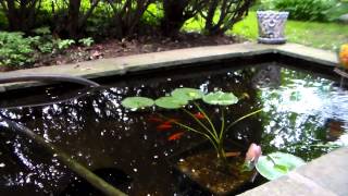 fantail Goldfish feeding in pond [upl. by Cochrane835]